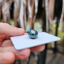 Load image into Gallery viewer, READY TO SHIP Civa Fiji Saltwater Pearl Bangle - 14k Gold Fill FJD$
