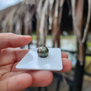 Civa Fiji Loose Saltwater Pearl - FJD$