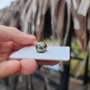 Civa Fiji Loose Saltwater Pearl - FJD$