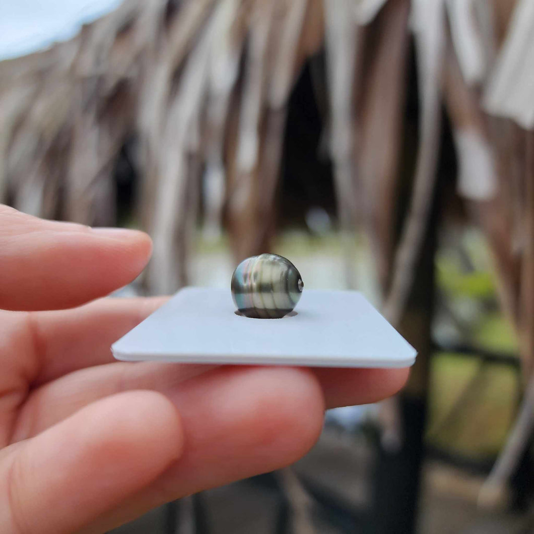 Civa Fiji Loose Saltwater Pearl - FJD$