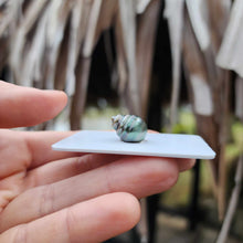 Load image into Gallery viewer, Civa Fiji Loose Saltwater Pearl - FJD$
