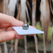 Load image into Gallery viewer, Civa Fiji Loose Saltwater Pearl - FJD$

