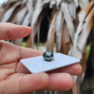 Civa Fiji Loose Saltwater Pearl - FJD$