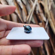 Load image into Gallery viewer, Civa Fiji Loose Saltwater Pearl - FJD$
