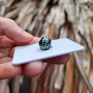 Civa Fiji Loose Saltwater Pearl - FJD$