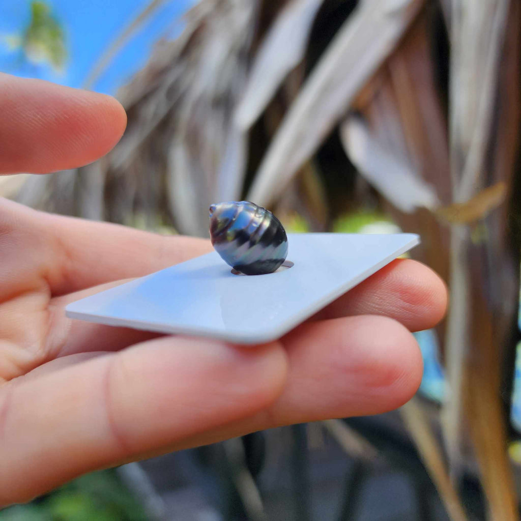 Civa Fiji Loose Saltwater Pearl - FJD$
