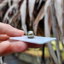 Load image into Gallery viewer, Civa Fiji Loose Saltwater Pearl - FJD$
