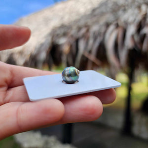Civa Fiji Loose Saltwater Pearl - FJD$