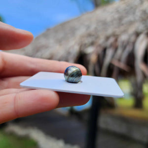 Civa Fiji Loose Saltwater Pearl - FJD$
