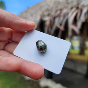 Civa Fiji Loose Saltwater Pearl - FJD$