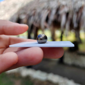 Civa Fiji Loose Saltwater Pearl - FJD$