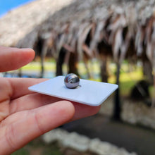Load image into Gallery viewer, Civa Fiji Loose Saltwater Pearl - FJD$
