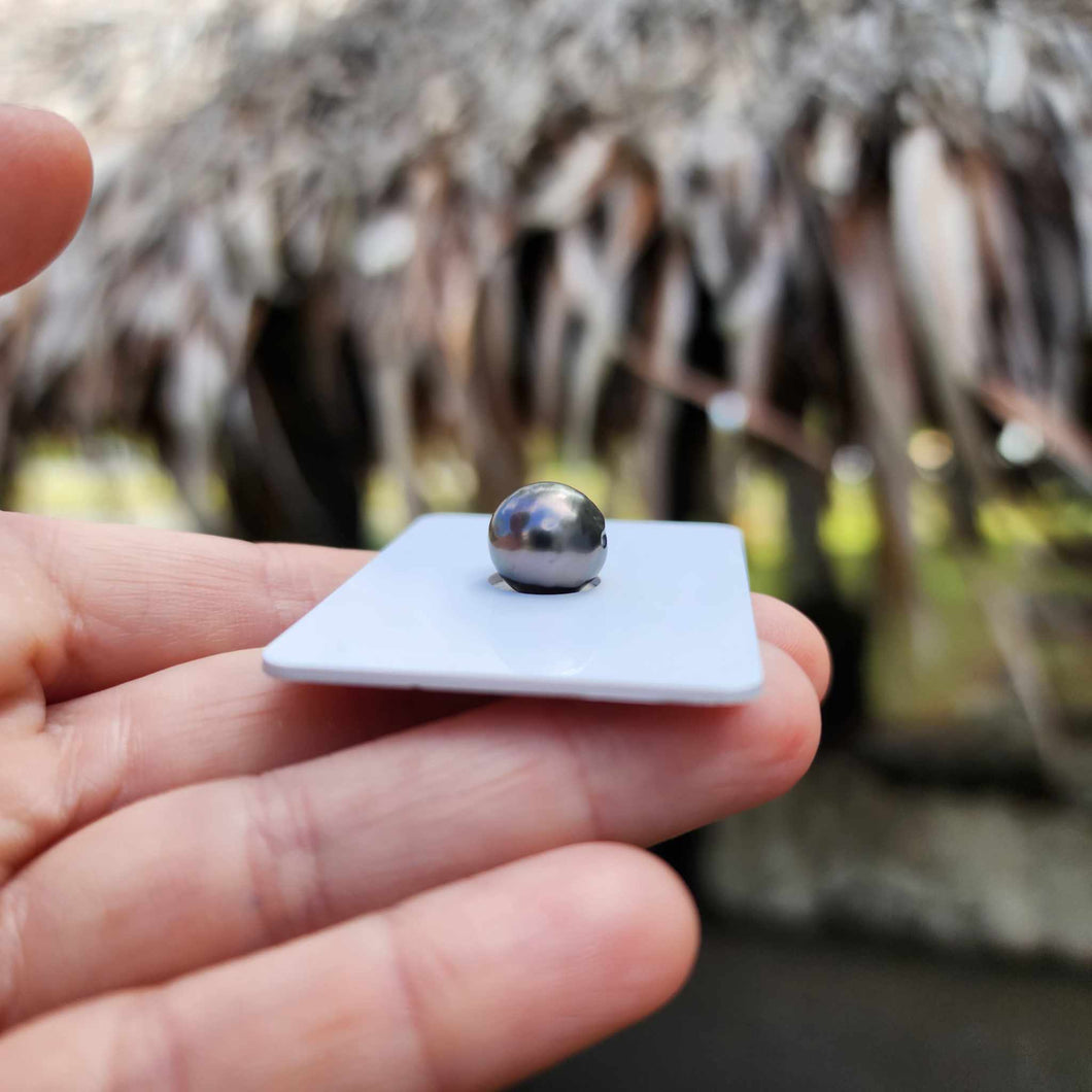 Civa Fiji Loose Saltwater Pearl - FJD$