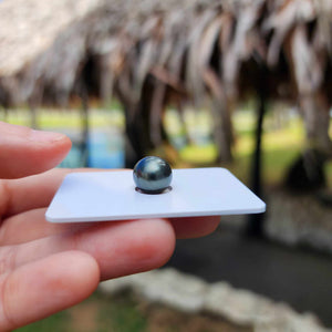 Civa Fiji Loose Saltwater Pearl - FJD$
