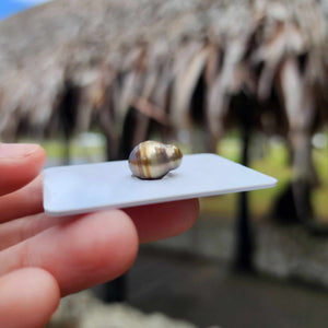 Civa Fiji Loose Saltwater Pearl - FJD$