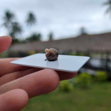 Load image into Gallery viewer, Civa Fiji Loose Saltwater Pearl - FJD$
