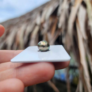 Civa Fiji Loose Saltwater Pearl - FJD$