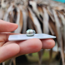 Load image into Gallery viewer, Civa Fiji Loose Saltwater Pearl - FJD$
