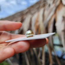 Load image into Gallery viewer, Civa Fiji Loose Saltwater Pearl - FJD$

