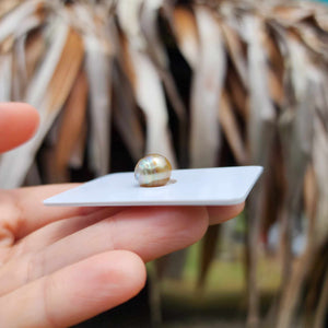 Civa Fiji Loose Saltwater Pearl - FJD$