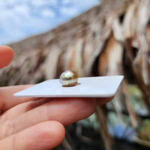 Civa Fiji Loose Saltwater Pearl - FJD$