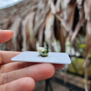 Civa Fiji Loose Saltwater Pearl - FJD$