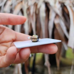 Civa Fiji Loose Saltwater Pearl - FJD$