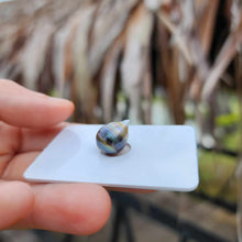 Load image into Gallery viewer, Civa Fiji Loose Saltwater Pearl - FJD$
