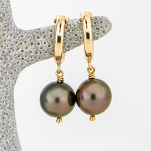 Load image into Gallery viewer, READY TO SHIP Civa Fiji Graded Pearl Earring - 14k Gold Solid FJD$
