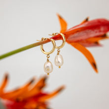 Load image into Gallery viewer, READY TO SHIP Freshwater Pearl Huggie Earrings - 14k Gold Fill FJD$
