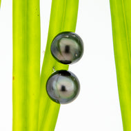 READY TO SHIP Civa Fiji Pearl Stud Earrings - 925 Sterling Silver FJD$