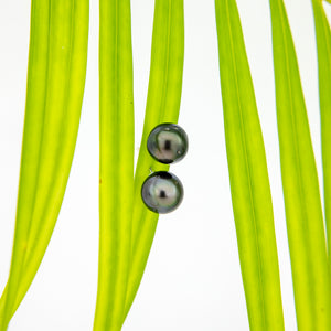 READY TO SHIP Civa Fiji Pearl Stud Earrings - 925 Sterling Silver FJD$