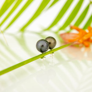 READY TO SHIP Civa Fiji Pearl Stud Earrings - 925 Sterling Silver FJD$