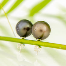 Load image into Gallery viewer, READY TO SHIP Civa Fiji Pearl Stud Earrings - 925 Sterling Silver FJD$

