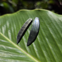 Load image into Gallery viewer, READY TO SHIP Mother of Pearl Stud Earrings - Stainless Steel FJD$
