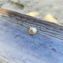 Load image into Gallery viewer, READY TO SHIP Cast Shell Pendant - 9k Solid Gold FJD$

