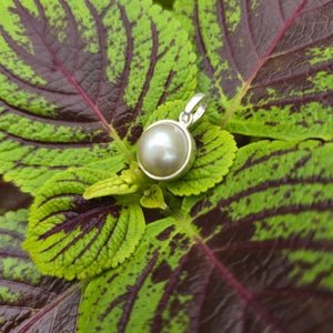 READY TO SHIP Civa Fiji Bezel Set Pearl Pendant - 925 Sterling Silver FJD$