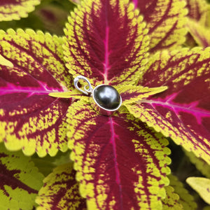 READY TO SHIP Civa Fiji Bezel Set Pearl Pendant - 925 Sterling Silver FJD$