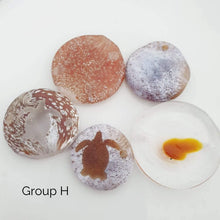 Load image into Gallery viewer, CONTACT US TO RECREATE THIS SOLD OUT STYLE Adorn Pacific x Hot Glass with Flower Shell Earrings - FJD$ - Adorn Pacific - Earrings

