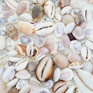 CONTACT US TO RECREATE THIS SOLD OUT STYLE Bezel set Fiji Cowrie Shell Necklace - 925 Sterling Silver FJD$ - Adorn Pacific - Necklaces