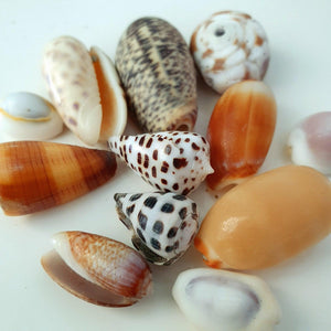 CONTACT US TO RECREATE THIS SOLD OUT STYLE Fiji Pearl and Shell Cuff - 14k Gold Filled - FJD$ - Adorn Pacific - Bracelets