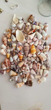 Load image into Gallery viewer, CONTACT US TO RECREATE THIS SOLD OUT STYLE Fiji Pearl and Shell Cuff - 14k Gold Filled - FJD$ - Adorn Pacific - Bracelets
