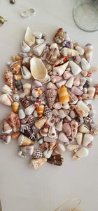 CONTACT US TO RECREATE THIS SOLD OUT STYLE Fiji Pearl and Shell Cuff - 14k Gold Filled - FJD$ - Adorn Pacific - Bracelets