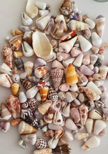Load image into Gallery viewer, CONTACT US TO RECREATE THIS SOLD OUT STYLE Fiji Shell &amp; Frangipani Charm Bangle - 925 Sterling Silver FJD$ - Adorn Pacific - Bracelets
