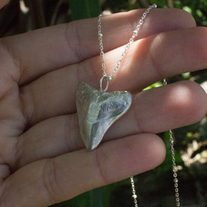CONTACT US TO RECREATE THIS SOLD OUT STYLE Shark Tooth Necklace - 925 Sterling Silver FJD$ - Adorn Pacific - Necklaces