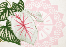 Load image into Gallery viewer, Greeting Cards by Island Inspired - FJD$ - Adorn Pacific - Greeting &amp; Note Cards

