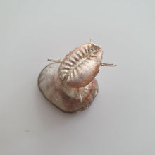 Load image into Gallery viewer, READY TO SHIP - Cowrie Shell Necklace - 925 Sterling Silver &amp; 14k Gold Fill Chain FJD$ - Adorn Pacific - Necklaces
