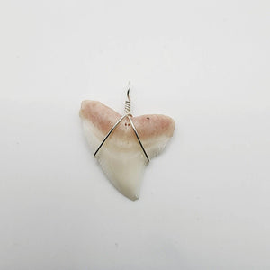 SEND US YOUR TOOTH - Shark Tooth Necklace - 925 Sterling Silver FJD$ - Adorn Pacific - All Products